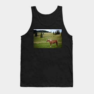 Brown horse on a pasture Tank Top